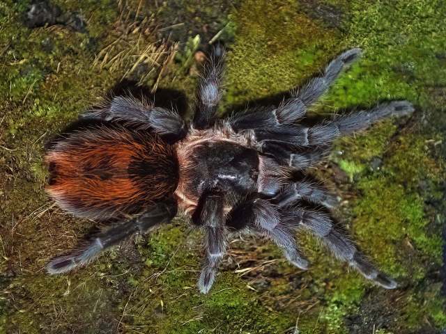 Plesiopelma sp., female, Bolivia. (Photo - E. Ythier)