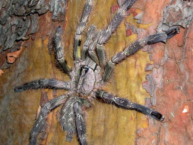 Poecilotheria fasciata (Latreille, 1804), male, Sri Lanka