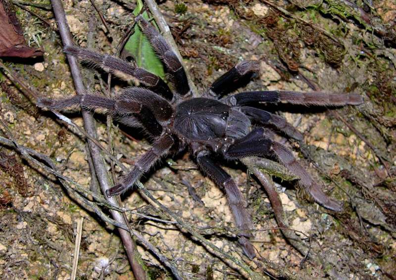 Psednocnemis davidgohi West, Nunn & Hogg 2012, female (in situ), West Malaysia