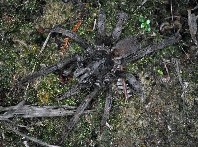 Psednocnemis gnathospina (West & Nunn 2010), female, West Malaysia. (Photo - M. Benoåt)