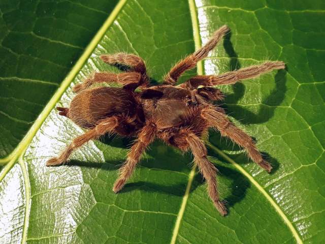 Sickius longibulbi Soares & Camargo, 1948, female (pre-molt), S∆o Paulo State, Brazil. (Photo - V. Ghirotto)