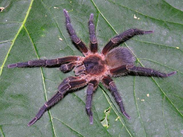 Spinosatibiapalpus trinitatis (Pocock, 1903), male, Trinidad Island, West Indies