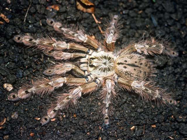 Stromatopelma calceatum (Fabricius, 1793), female, Ivory Coast, West Africa