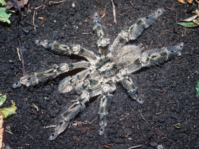 Stromatopelma calceatum (Fabricius, 1793), male, Ivory Coast, West Africa