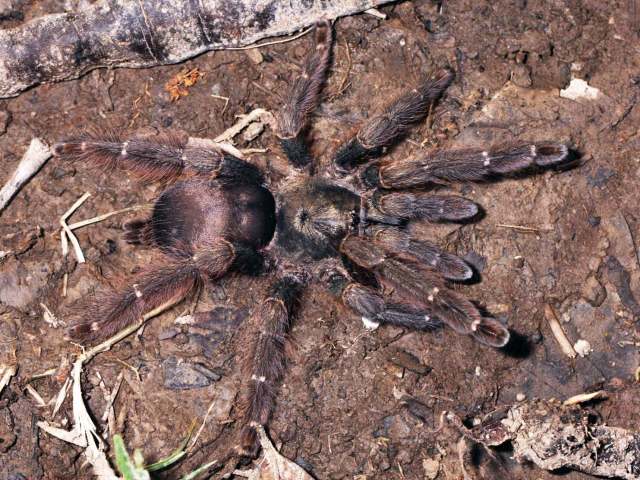 Tapinauchenius brunneus Schmidt, 1995, female, Loreto, Peru & Rondonia State, Brazil region. (Photo - P. Bruce-Jones)