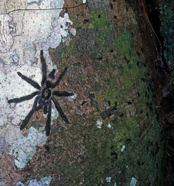 Tapinauchenius cupreus Schmidt & Bauer, 1996, female (co-habiting with stinging ants), Pastaza, Ecuador