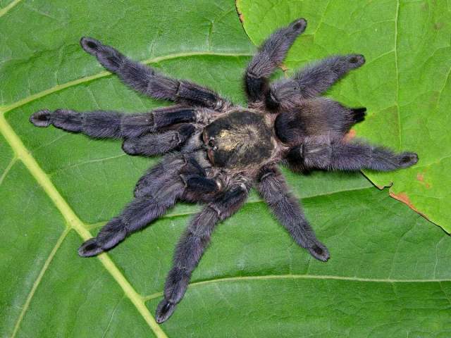 Tapinauchenius rasti Hüsser, 2018, female, Lesser Antilles, Caribbean