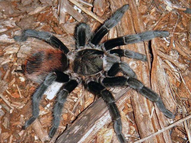 Tliltocatl epicureanus (Chamberlin, 1925), female. Yucatan State, Mexico