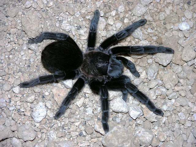 Tliltocatl schroederi (Rudloff 2003), female, Mexico