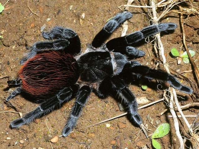 Tliltocatl vagans (Ausserer 1875), female, s. Mexico & Belize