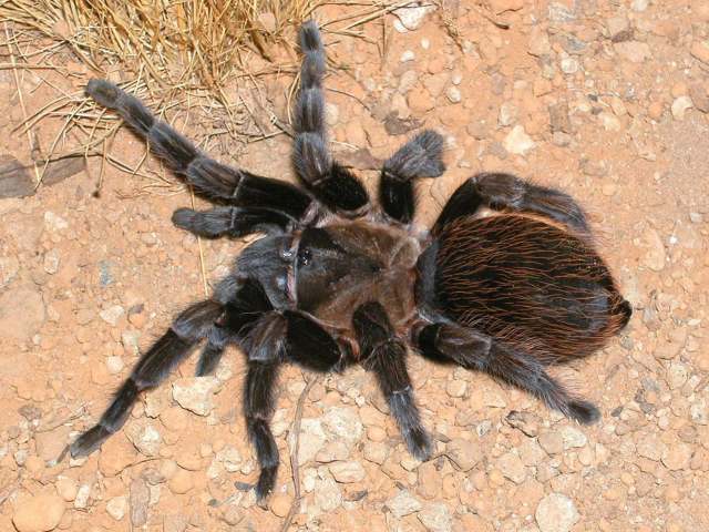 Tliltocatl verdezi (Schmidt, 2003), female, Mexico