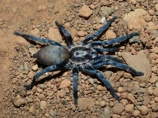 Ischnocolus jickelii L. Koch, 1875,  female (blue morph), United Arab Emirates