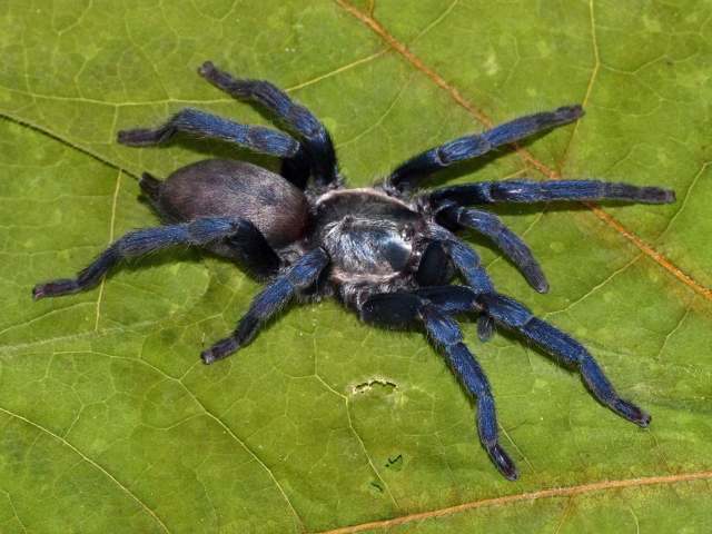 Ischnocolus jickelii L. Koch, 1875, female (blue morph), United Arab Emirates