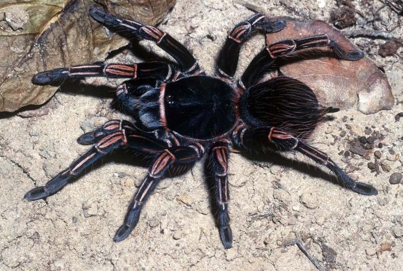 Acanthoscurria natalensis Chamberlin, 1917, female, Amazonas State, Brazil