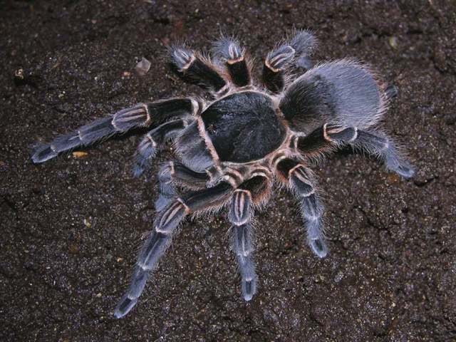 Acanthoscurria suina Pocock 1903, female (postmoult), Argentina and Uruguay