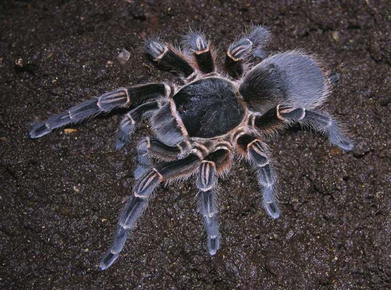 Acanthoscurria suina Pocock 1903, female (postmoult), Argentina and Uruguay