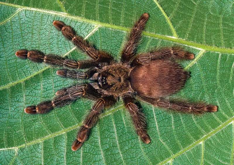 Amazonius sp., female (no urticating setae), Rondonia State, Brazil