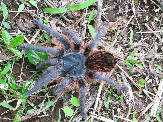 Aphonopelma anitahoffmannae Locht, Medina, Rojo & V†zquez, 2005, female, Mexico DF, Mexico. (Photo - M. Cordova)