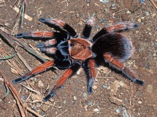 Aphonopelma bicoloratum Struchen, BrÑndle & Schmidt, 1996, female, Guerrero State, Mexico