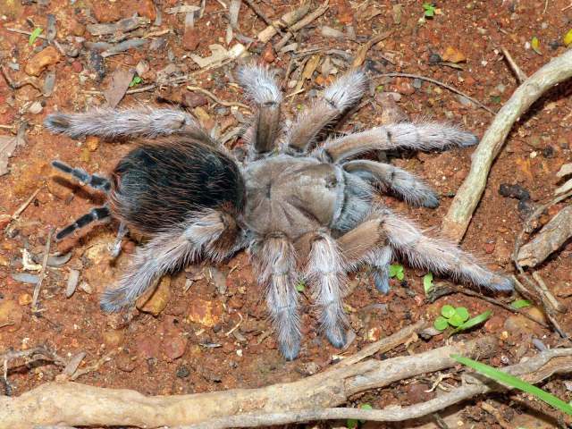 Aphonopelma chalcodes Chamberlin 1940, female (dark morph), Black Mtns., Arizona, USA