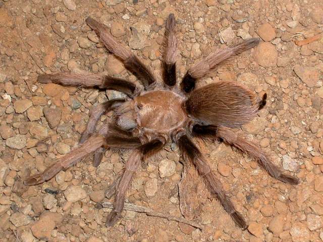 Aphonopelma chalcodes Chamberlin 1940, female (red morph), Bradshaw Mountains, Arizona, USA