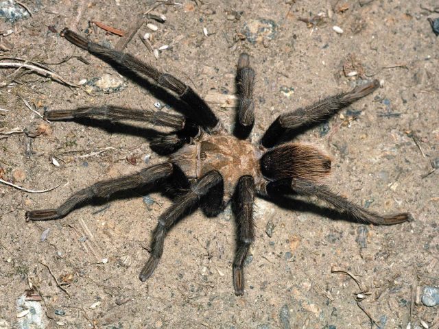 Aphonopelma chalcodes Chamberlin 1940, male, Tucson, Arizona, USA