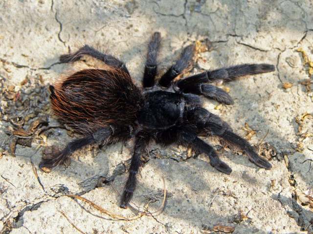 Aphonopelma chiricahua Hamilton, Hendrixson & Bond, 2016, female, Arizona, USA