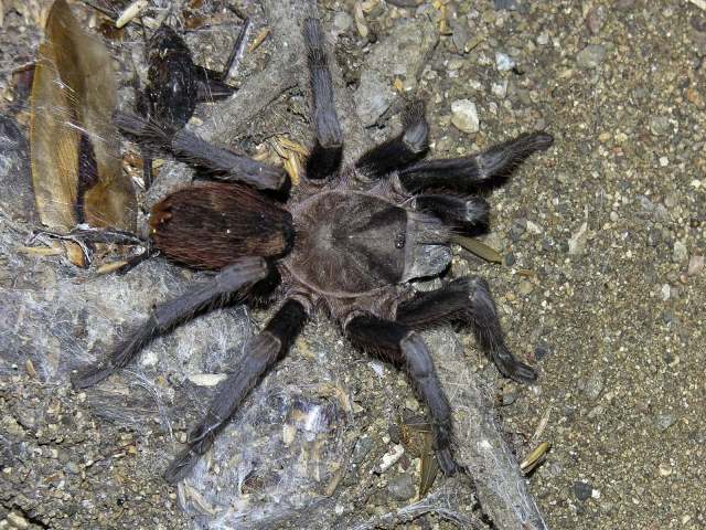 Aphonopelma crinirufum (Valerio, 1980), female, Guanacaste, Costa Rica. (Photo - B. Lamar)