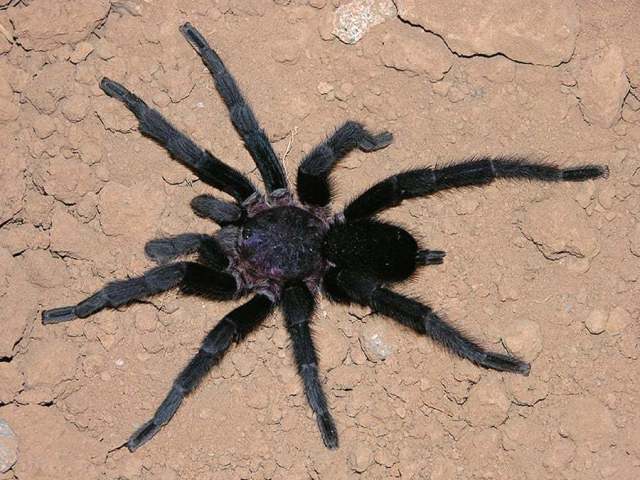 Aphonopelma crinitum (Pocock, 1901), male, Mexico