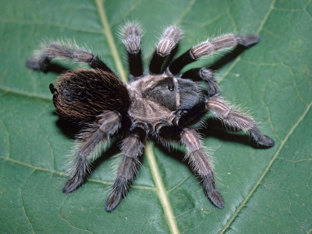 Aphonopelma eutylenum Chamberlin, 1940, female, California, USA.