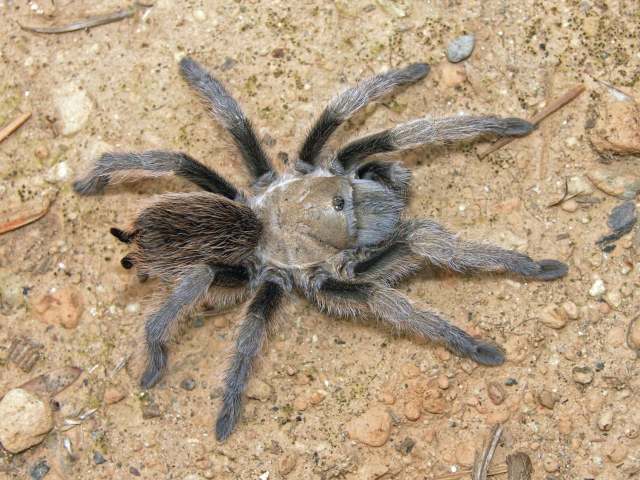 Aphonopelma gabeli Smith 1995, female, New Mexico, USA