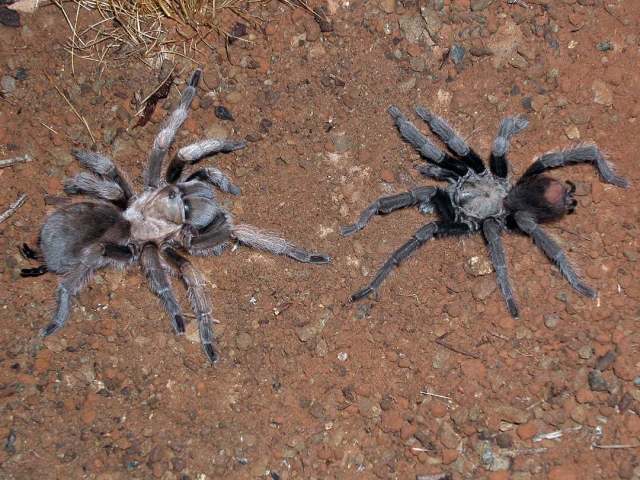 Aphonopelma gabeli Smith 1995, female [left] and male [right] mating, New Mexico, USA