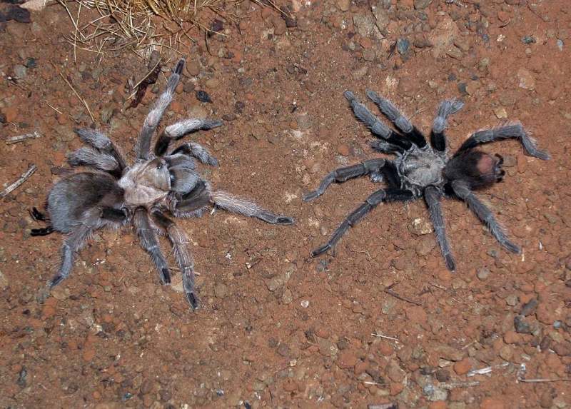 Aphonopelma gabeli Smith 1995, female [left] and male [right] mating, New Mexico, USA