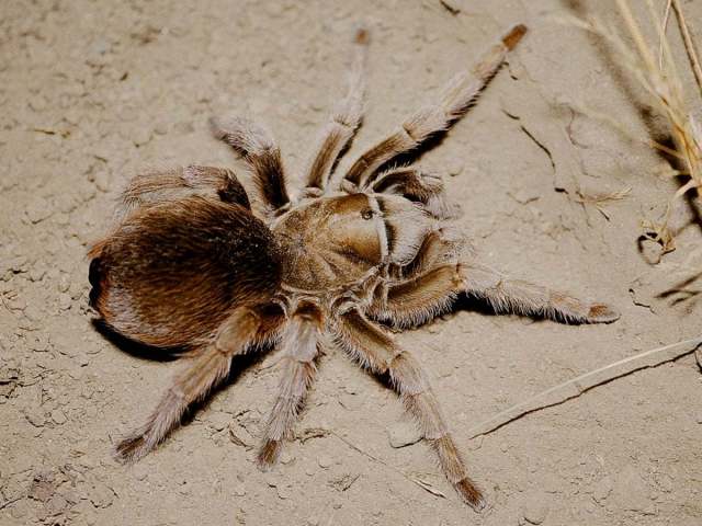 Aphonopelma helluo (Simon 1891), female, n. Baja California, Mexico