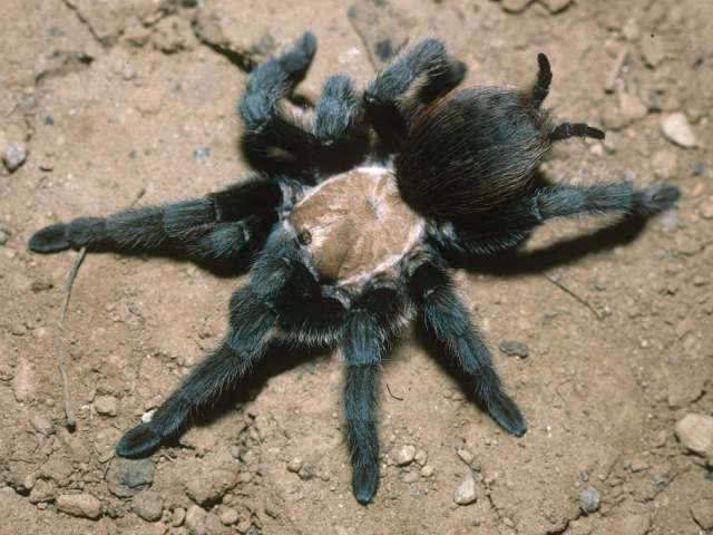 Aphonopelma hentzi (Girard 1852), female, Denver, Colorado, USA