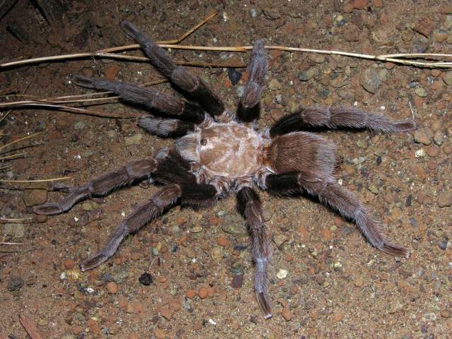 Aphonopelma hentzi (Girard 1852), male, Bingham, New Mexico, USA