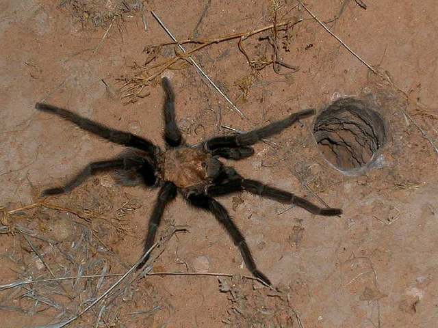 Aphonopelma hentzi (Girard 1852), male (common color form), at female burrow entrance, New Mexico, USA,