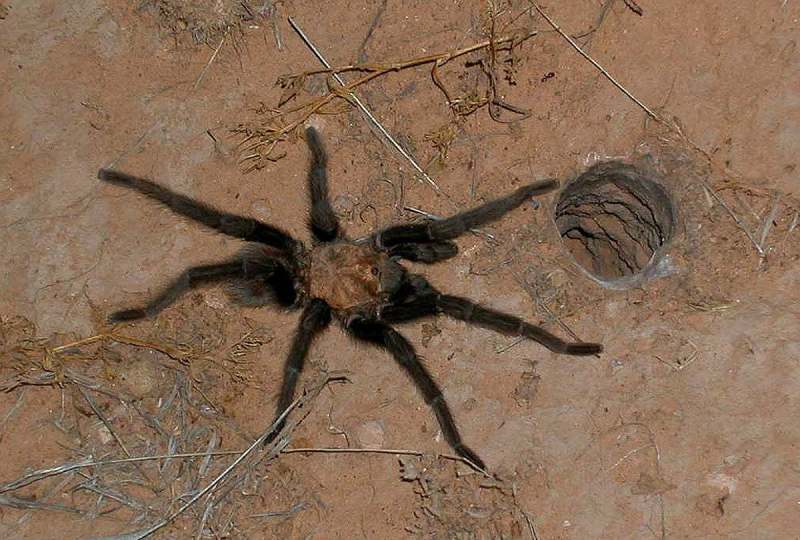 Aphonopelma hentzi (Girard 1852), male (common color form), at female burrow entrance, New Mexico, USA,
