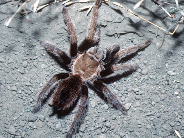 Aphonopelma iodius (Chamberlin & Ivie 1939), female, east of Wasatch Mtns., Utah, USA