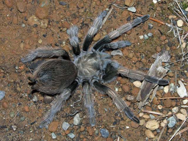 Aphonopelma johnnycashi Hamilton, Hendrixson & Bond 2016, female, Pine Flat Lake, California, USA