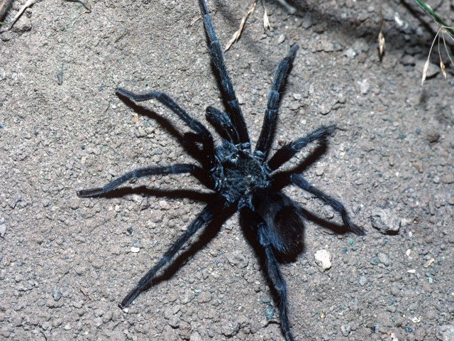 Aphonopelma joshua Prentice, 1997, male, Searchlight, Nevada, USA