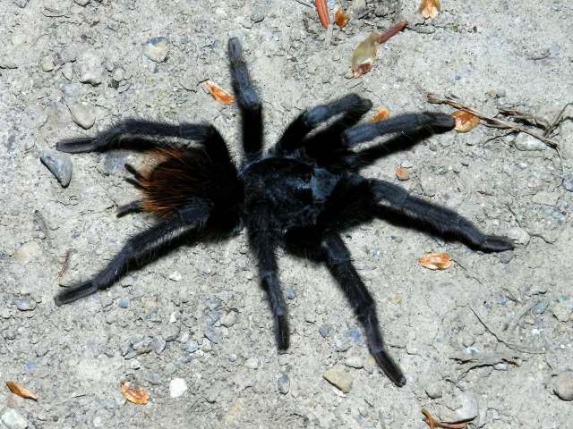 Aphonopelma marxi (Simon, 1891), male, Canyon de Chelly, Arizona, USA