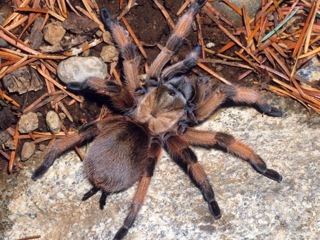 Aphonopelma moderatum (Chamberlin & Ivie, 1939), female, Texas, USA