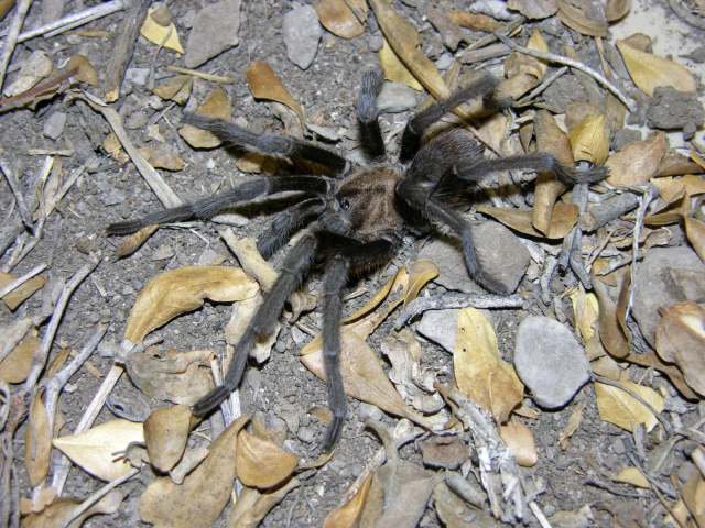 Aphonopelma moderatum (Chamberlin & Ivie, 1939), male, Zapata County, Texas, USA