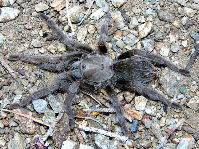 Aphonopelma mojave Prentice 1997, female, e. California and w. Nevada, USA