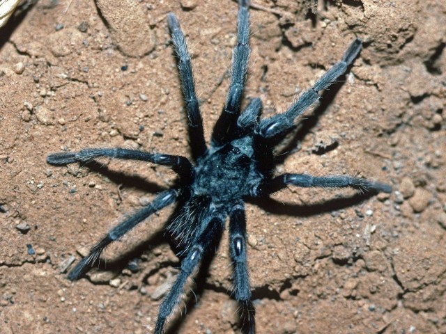 Aphonopelma mojave Prentice 1997, male, Searchlight, Nevada, USA