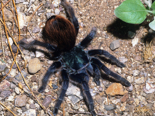 Aphonopelma mooreae Smith 1995, female, Sonora, Mexico