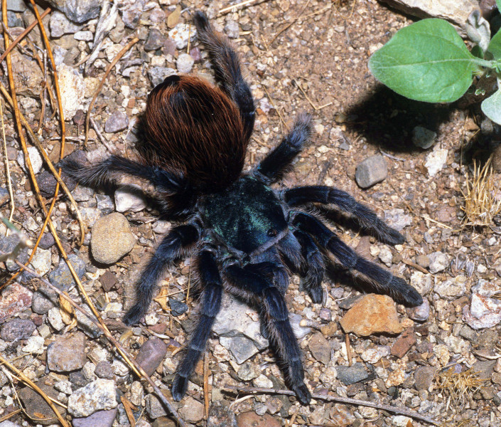 Aphonopelma mooreae Smith 1995, female, Sonora, Mexico