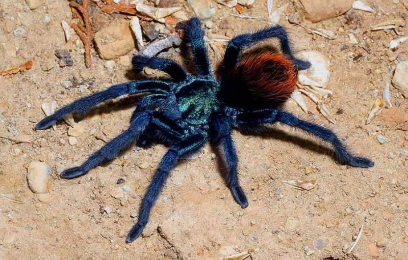 Aphonopelma mooreae Smith, 1995, male, Sonora State, Mexico