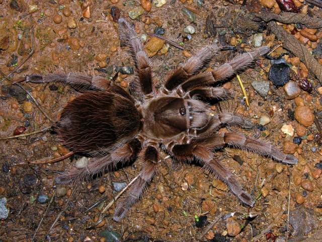 Aphonopelma nayaritum Chamberlin, 1940, female, Nayarit, Mexico